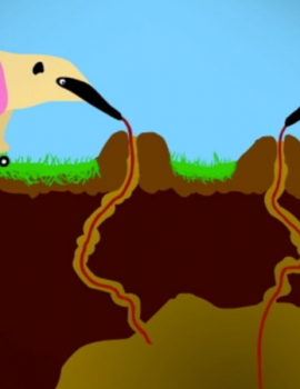 MTV IDENT – ANTEATER LOVE IDENT