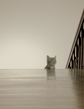 NAT GEO WILD – BIG CATS WEEK